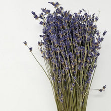 Load image into Gallery viewer, High-Grade French Lavender Flower BUNCH 14&quot; L
